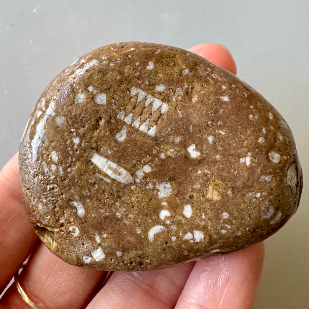 🐟Crinoid Fossils Embedded in Lake Michigan Stone🐟